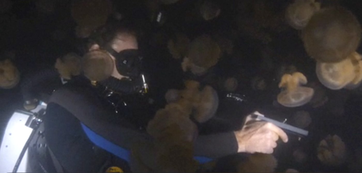 Underwater filmmaker working at night among jellyfish