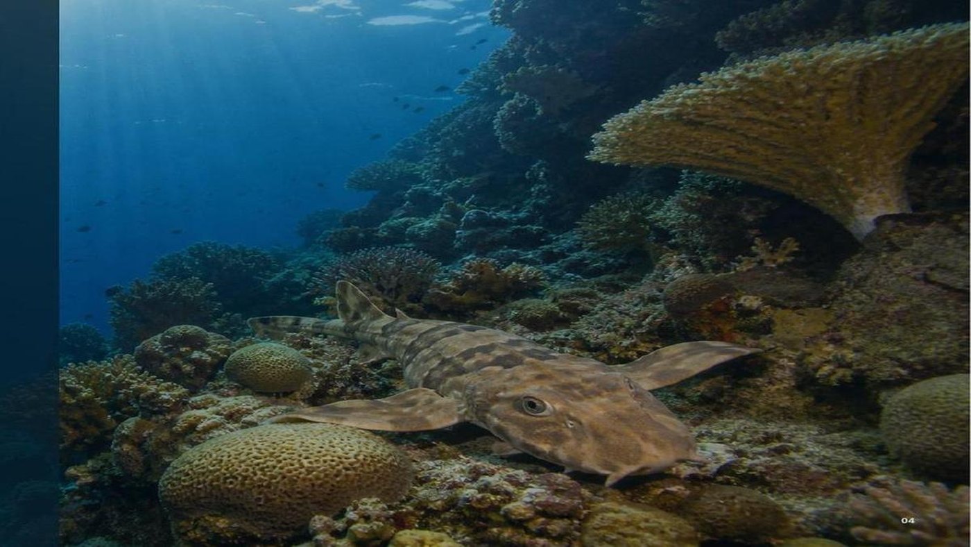 Raja Ampat reef ecosystem